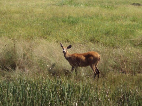 Parque Estadual das Várzeas do Rio Ivinhema
